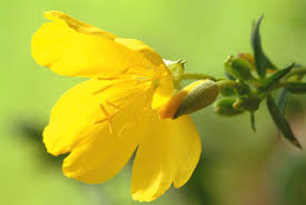 Attēlu rezultāti vaicājumam “Oenothera biennis flower”