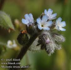 Attēlu rezultāti vaicājumam “Myosotis stricta”