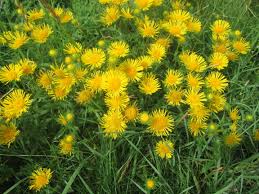 Attēlu rezultāti vaicājumam “Inula britannica”