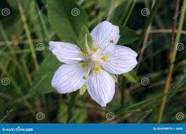 Attēlu rezultāti vaicājumam “Parnassiaceae”
