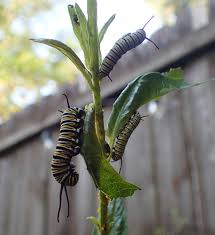 Image result for monarch caterpillar