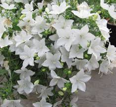Image result for Campanula isophylla