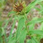 Image result for Inula hirta