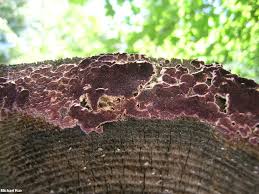 Attēlu rezultāti vaicājumam “Trichaptum abietinum”