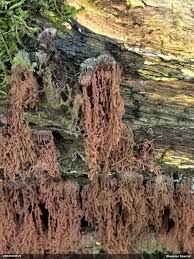 Attēlu rezultāti vaicājumam “Heterotrichia oerstedii (syn. Arcyria oerstedii) sessile”