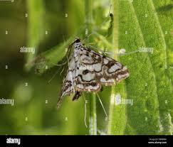 Attēlu rezultāti vaicājumam “Elophila nymphaeata”