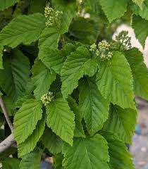 Attēlu rezultāti vaicājumam “Acer tataricum leaf”