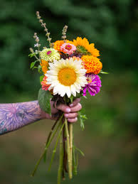Attēlu rezultāti vaicājumam “Helianthus annuus flower”