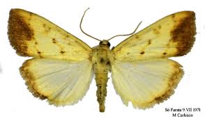 Attēlu rezultāti vaicājumam “Evergestis extimalis”