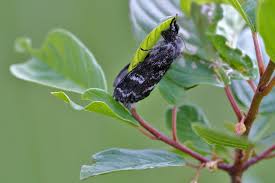 Attēlu rezultāti vaicājumam “Gynaephora selenitica”