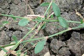 Attēlu rezultāti vaicājumam “Polygonum aviculare leaf”