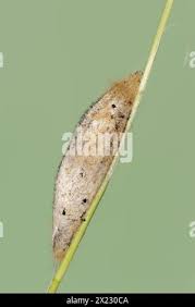 Attēlu rezultāti vaicājumam “Euthrix potatoria cocoon”