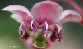 Attēlu rezultāti vaicājumam “Chimaphila umbellata”