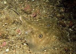 Image result for Leucoraja