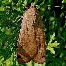 Attēlu rezultāti vaicājumam “Noctua pronuba”