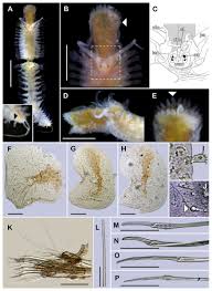 Attēlu rezultāti vaicājumam “Semioscopis avellanella imago”
