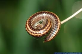 Attēlu rezultāti vaicājumam “Ommatoiulus sabulosus”