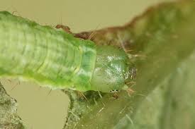 Attēlu rezultāti vaicājumam “Anticollix sparsata”