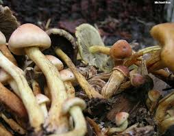 Attēlu rezultāti vaicājumam “Blepharostoma trichophyllum sporophyte”