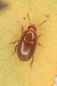 Attēlu rezultāti vaicājumam “Leiodidae”