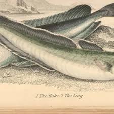 Image result for Merluccius merluccius