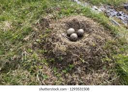 Attēlu rezultāti vaicājumam “Grus grus nest”