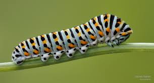 Attēlu rezultāti vaicājumam “Papilio machaon larva”