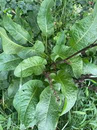Attēlu rezultāti vaicājumam “Rumex crispus leaf”