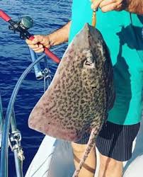 Image result for Raja montagui