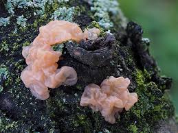 Attēlu rezultāti vaicājumam “Craterocolla cerasi”