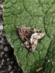 Attēlu rezultāti vaicājumam “Protodeltote pygarga”