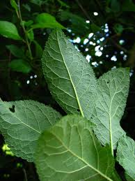 Attēlu rezultāti vaicājumam “Prunus spinosa leaf”