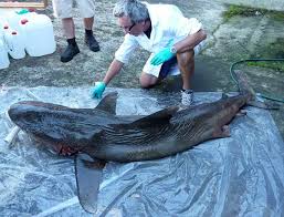 Image result for Carcharhinus longimanus