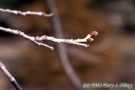 Attēlu rezultāti vaicājumam “Corylus colurna”
