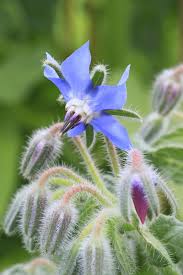 Attēlu rezultāti vaicājumam “Borago officinalis bud”
