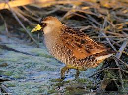 Image result for Porzana carolina