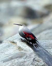 Image result for Tichodroma muraria