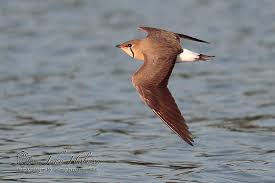 Image result for Glareola maldivarum