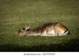 Attēlu rezultāti vaicājumam “Dama dama”