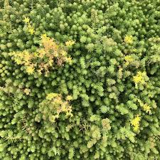 Attēlu rezultāti vaicājumam “Sedum sexangulare flower”