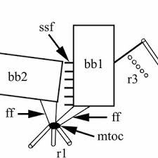 Attēlu rezultāti vaicājumam “Symphytocarpus impexus plasmodium”