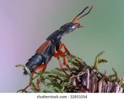 Attēlu rezultāti vaicājumam “Staphylinus erythropterus”