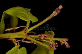 Attēlu rezultāti vaicājumam “Quercus robur female flower”