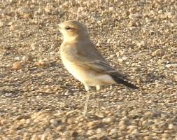 Attēlu rezultāti vaicājumam “Oenanthe oenanthe female”