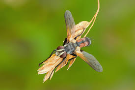 Attēlu rezultāti vaicājumam “Cylindromyia sp.”