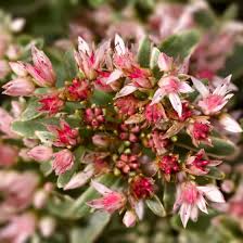 Attēlu rezultāti vaicājumam “Sedum acre flower”