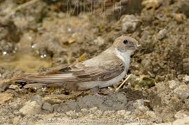 Image result for Ptyonoprogne rupestris