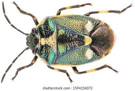 Attēlu rezultāti vaicājumam “Eurydema oleracea imago”