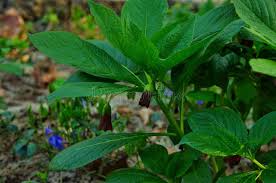 Attēlu rezultāti vaicājumam “Scopolia carniolica leaf”