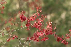 Attēlu rezultāti vaicājumam “Acer rufinerve flower”